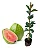 Goiaba Tailandesa - Psidium Guajava - Imagem 2