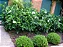 Gardênia Mini - Imagem 5