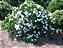 Gardênia Mini - Imagem 2