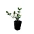 Gardênia Mini - Imagem 3