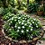 Gardênia Mini - Imagem 6