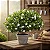 Gardênia Jasminoides - Muda Maior - Imagem 1