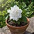 Gardênia Jasminoides - Muda Maior - Imagem 2