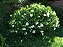 Gardênia Jasminoides - Muda Maior - Imagem 1