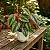 Cissus Discolor - Imagem 3