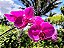 Phalaenopsis Ox Big Rose - Imagem 4