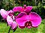 Phalaenopsis Ox Big Rose - Imagem 3