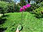 Phalaenopsis Ox Big Rose - Imagem 5