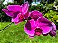 Phalaenopsis Ox Big Rose - Imagem 2