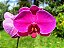 Phalaenopsis Ox Big Rose - Imagem 1