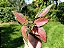Aglaonema Pink Valentine - Imagem 7