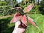 Aglaonema Pink Valentine - Imagem 8