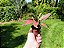 Aglaonema Pink Valentine - Imagem 3