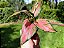 Aglaonema Pink Valentine - Imagem 10