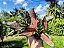 Aglaonema Pink Valentine - Imagem 5