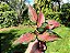 Aglaonema Pink Valentine - Imagem 6