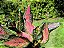 Aglaonema Pink Valentine - Imagem 13