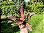 Aglaonema Pink Valentine - Imagem 14