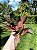 Aglaonema Pink Valentine - Imagem 15