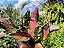 Aglaonema Pink Valentine - Imagem 16