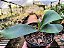 Platycerium Bifurcatum - Pequeno - Imagem 5