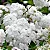 Buquê de Noiva - Spiraea cantoniensis - Imagem 2