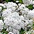 Buquê de Noiva - Spiraea cantoniensis - Imagem 4