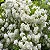 Buquê de Noiva - Spiraea cantoniensis - Imagem 4