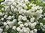 Buquê de Noiva - Spiraea cantoniensis - Imagem 4