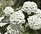 Buquê de Noiva - Spiraea cantoniensis - Imagem 2