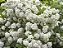 Buquê de Noiva - Spiraea cantoniensis - Imagem 3