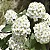 Buquê de Noiva - Spiraea cantoniensis - Imagem 3