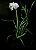 Polystachya neobenthamia gracilis - "Orquídea buquê de noiva" - Imagem 3