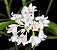 Polystachya neobenthamia gracilis - "Orquídea buquê de noiva" - Imagem 2