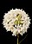 Polystachya neobenthamia gracilis - "Orquídea buquê de noiva" - Imagem 1