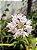 Polystachya neobenthamia gracilis - "Orquídea buquê de noiva" - Imagem 5