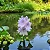 Aguapé Jacinto de Água - Eichhornia crassipes - KIT COM 3 PLANTAS - Imagem 5