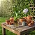 Aguapé Jacinto de Água - Eichhornia crassipes - KIT COM 3 PLANTAS - Imagem 3