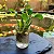Aguapé Jacinto de Água - Eichhornia crassipes - KIT COM 3 PLANTAS - Imagem 4