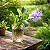 Aguapé Jacinto de Água - Eichhornia crassipes - KIT COM 3 PLANTAS - Imagem 1