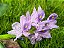 Jacinto de Água - Eichhornia crassipes - KIT COM 3 PLANTAS - Imagem 2
