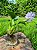 Jacinto de Água - Eichhornia crassipes - KIT COM 3 PLANTAS - Imagem 1