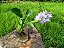 Jacinto de Água - Eichhornia crassipes - KIT COM 3 PLANTAS - Imagem 3