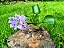 Jacinto de Água - Eichhornia crassipes - KIT COM 3 PLANTAS - Imagem 4