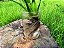 Jacinto de Água - Eichhornia crassipes - KIT COM 3 PLANTAS - Imagem 5