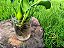 Jacinto de Água - Eichhornia crassipes - KIT COM 3 PLANTAS - Imagem 6