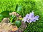 Jacinto de Água - Eichhornia crassipes - KIT COM 3 PLANTAS - Imagem 7