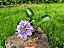 Jacinto de Água - Eichhornia crassipes - KIT COM 3 PLANTAS - Imagem 8