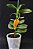 Robiquetia Cerina Yellow - Imagem 2