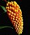Robiquetia Cerina Yellow - Imagem 1